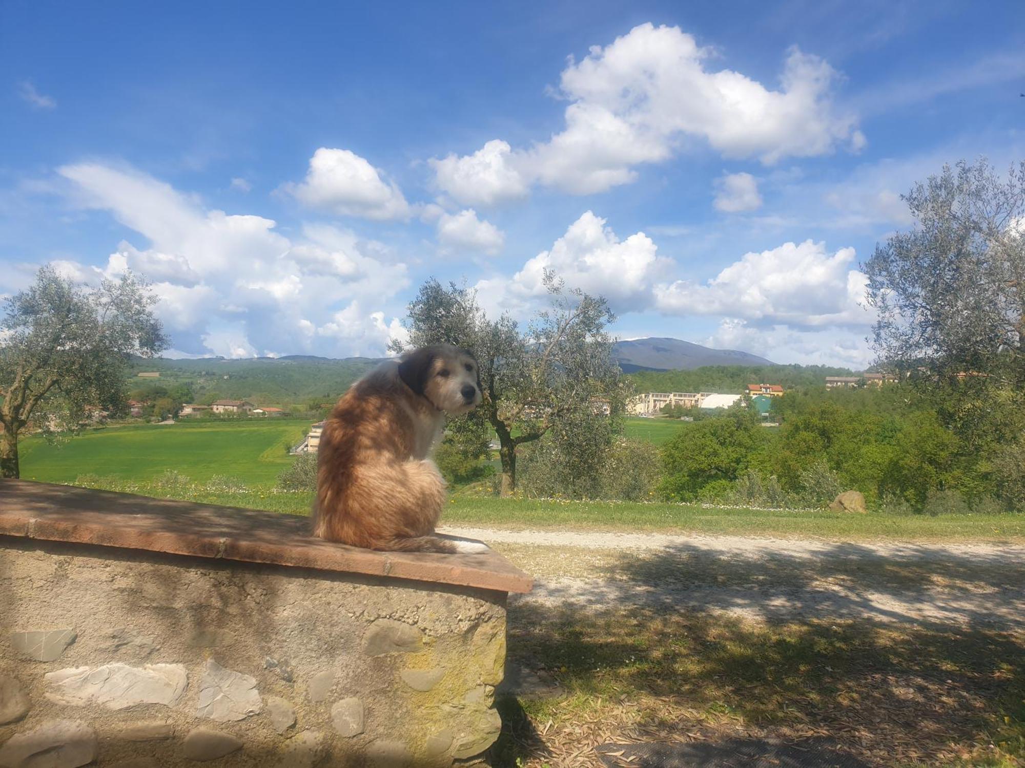 Agriturismo Val Della Pieve Anghiari Zewnętrze zdjęcie