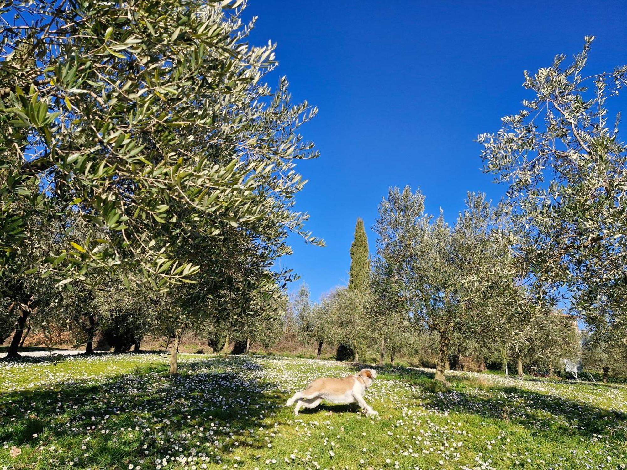 Agriturismo Val Della Pieve Anghiari Zewnętrze zdjęcie
