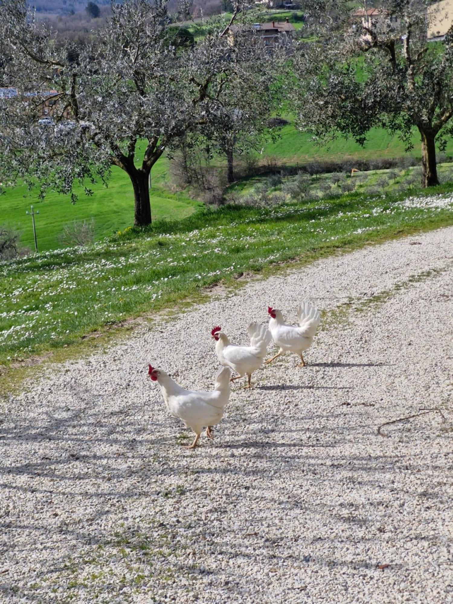 Agriturismo Val Della Pieve Anghiari Zewnętrze zdjęcie