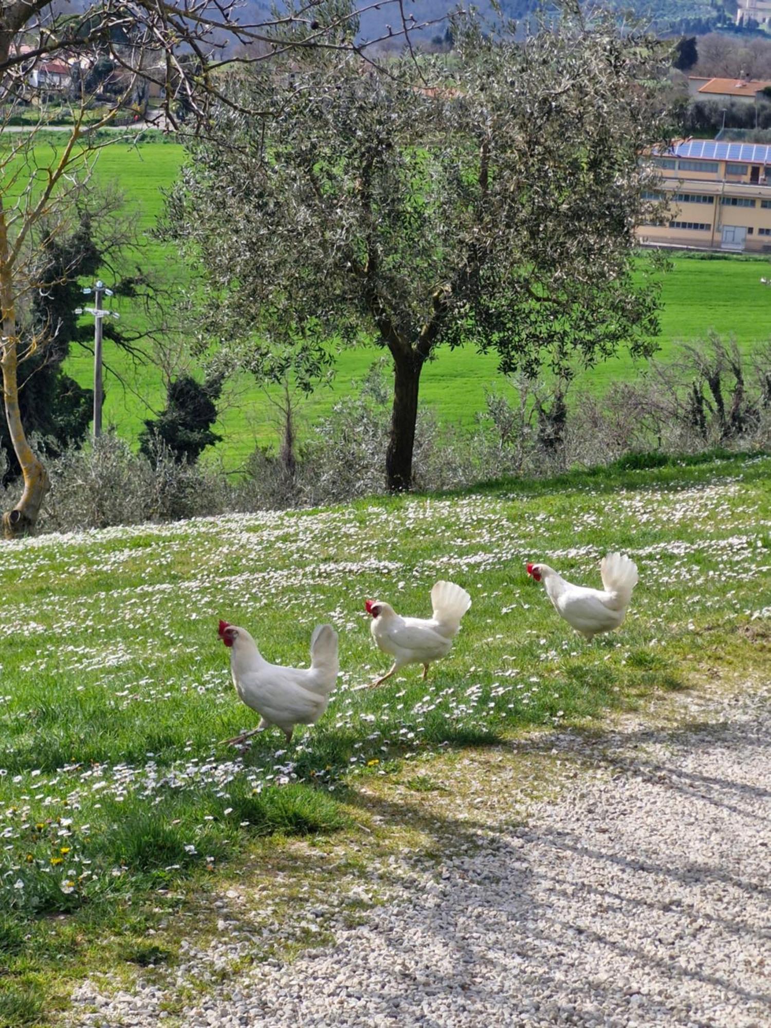 Agriturismo Val Della Pieve Anghiari Zewnętrze zdjęcie